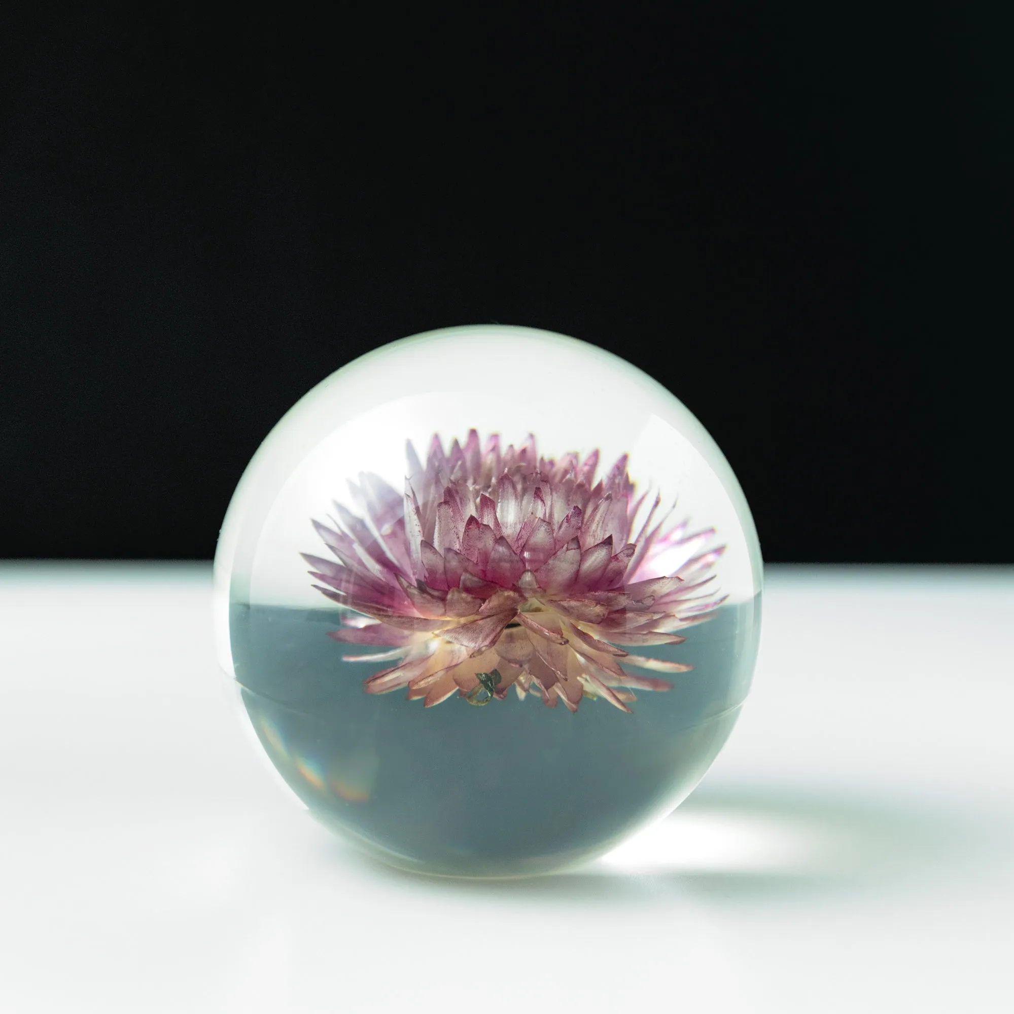 Chrysanthemum Paperweight