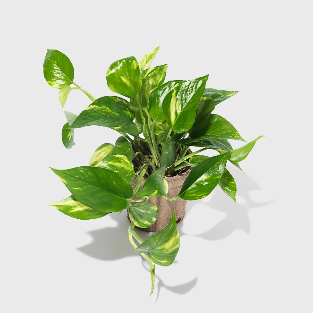 Golden Pothos 4"