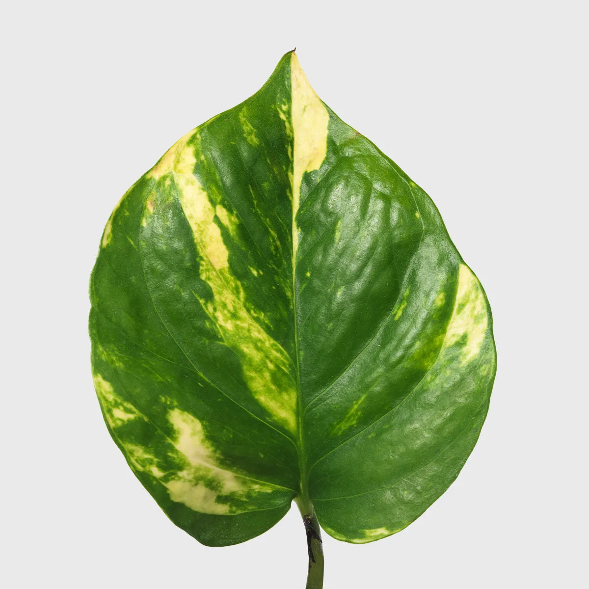 Golden Pothos 4"