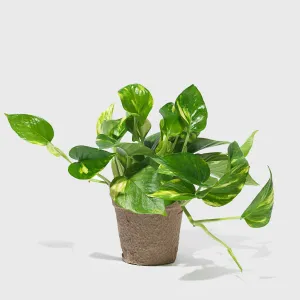 Golden Pothos 4"