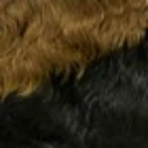 Outre 100% Human Hair Premium Duby Wig - PIXIE