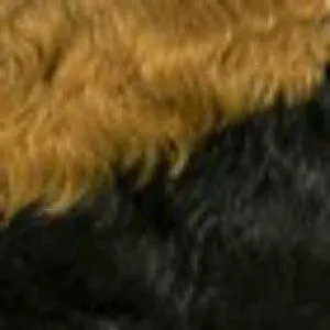 Outre 100% Human Hair Premium Duby Wig - PIXIE