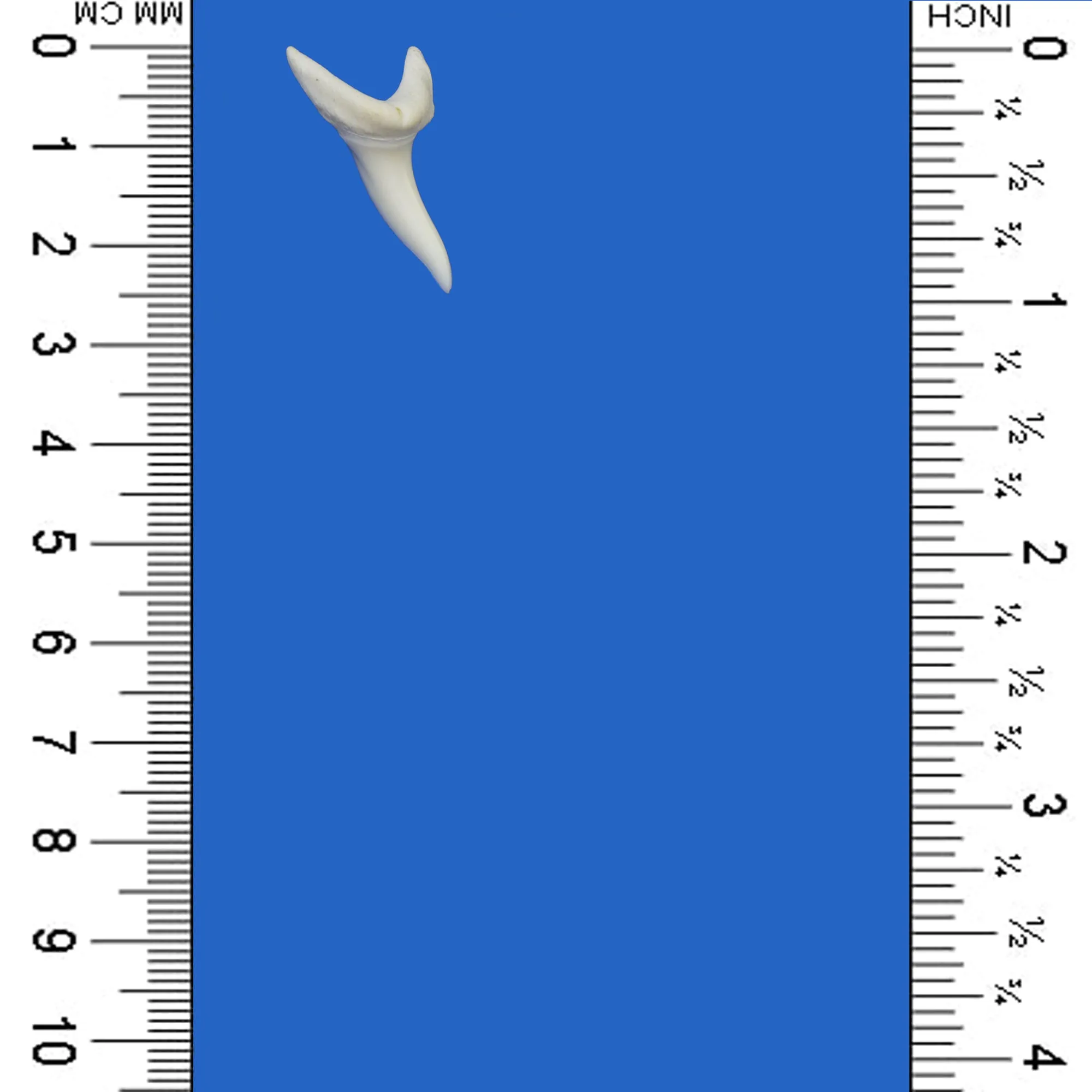 Real Shark Tooth LTM1